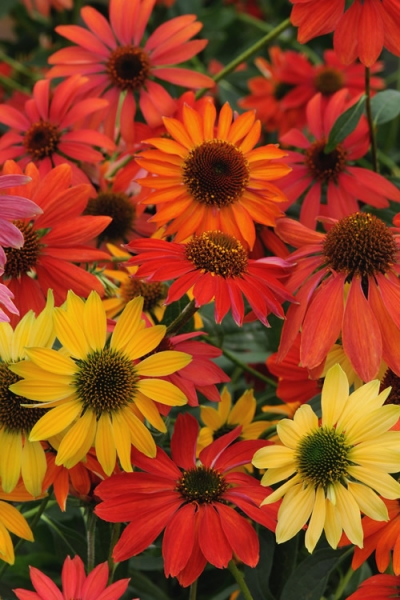 Cheyenne Spirit Coneflower