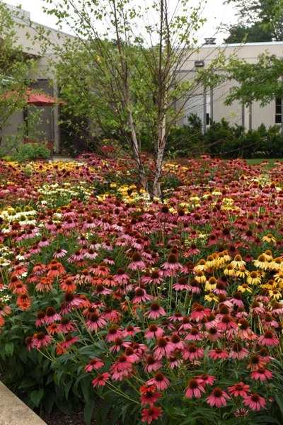 Cheyenne Spirit Coneflower