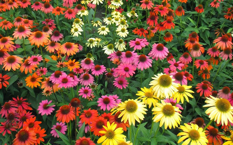 Cheyenne Spirit Coneflower