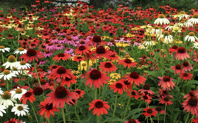 Cheyenne Spirit Coneflower