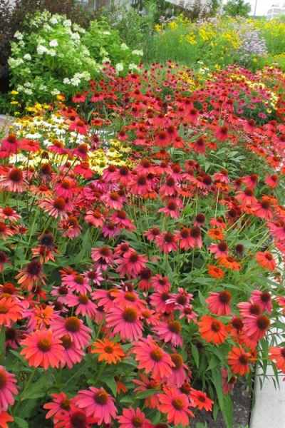 Cheyenne Spirit Coneflower