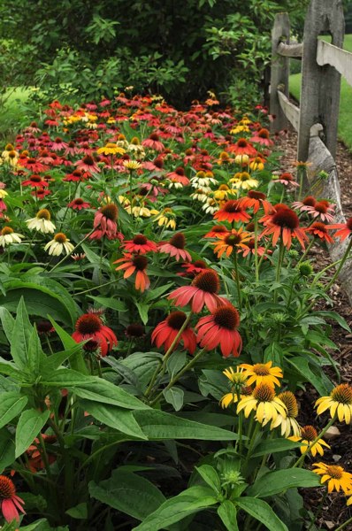Cheyenne Spirit Coneflower