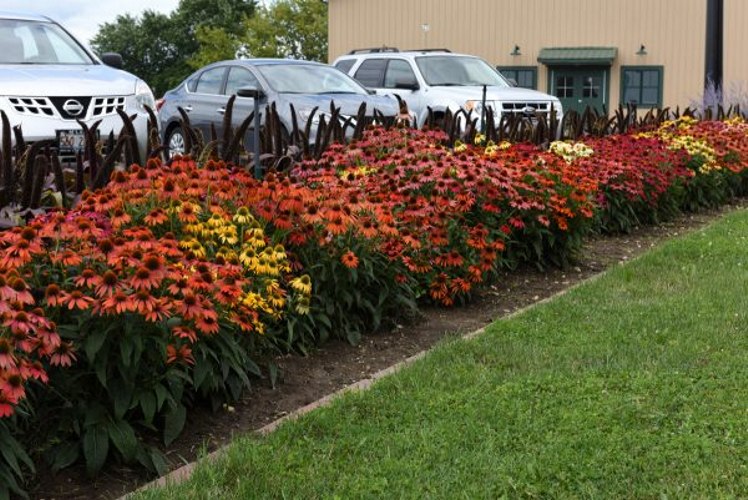Cheyenne Spirit Coneflower