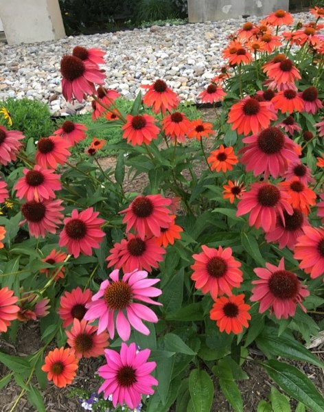Cheyenne Spirit Coneflower