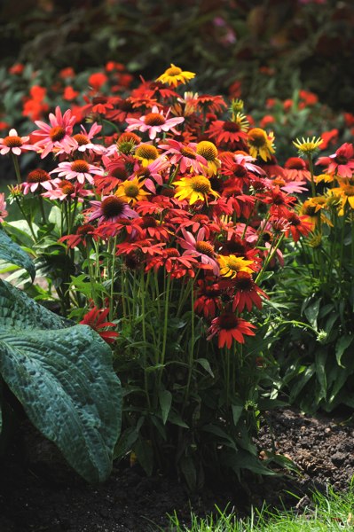 Cheyenne Spirit Coneflower