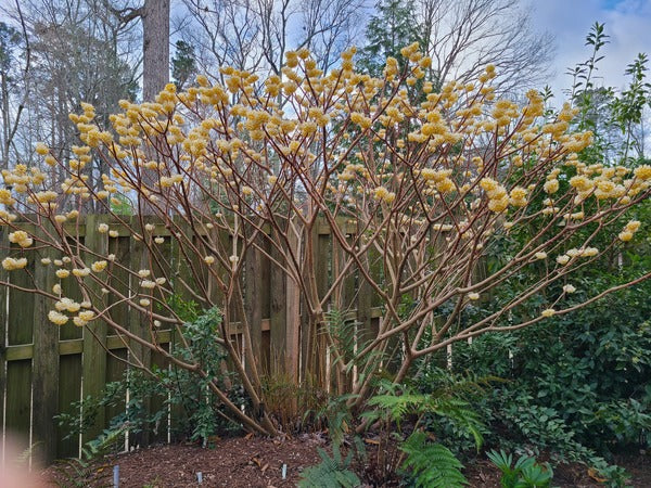 Snow Cream Edgeworthia Paper Bush