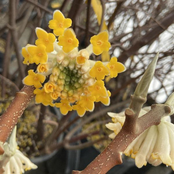 Snow Cream Edgeworthia Paper Bush