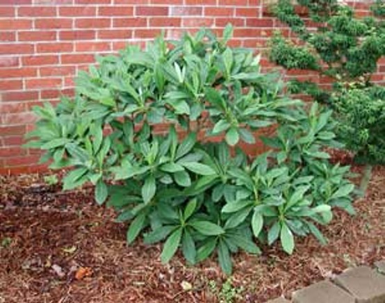 Snow Cream Edgeworthia Paper Bush