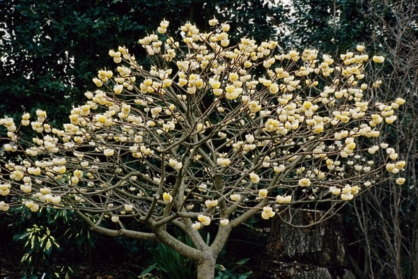 Snow Cream Edgeworthia Paper Bush