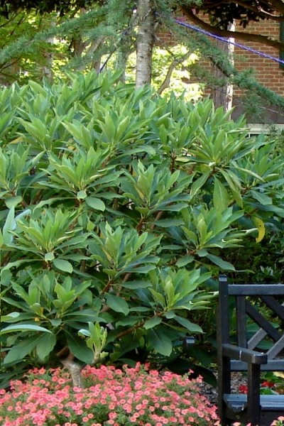 Snow Cream Edgeworthia Paper Bush