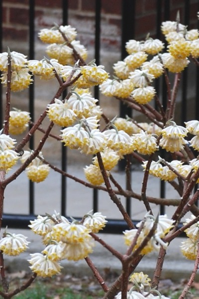 Snow Cream Edgeworthia Paper Bush