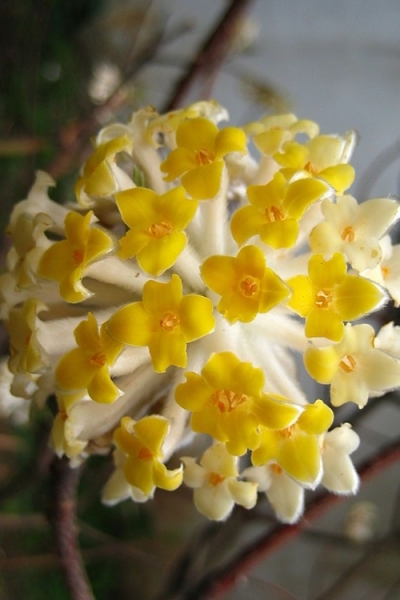 Snow Cream Edgeworthia Paper Bush