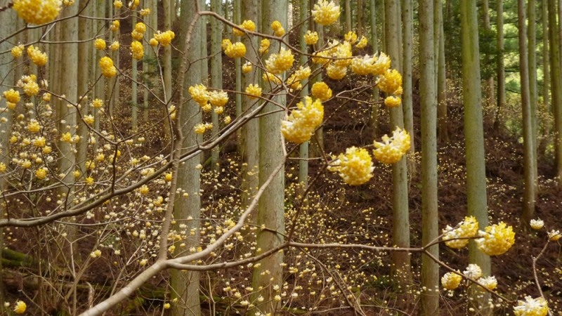 Snow Cream Edgeworthia Paper Bush