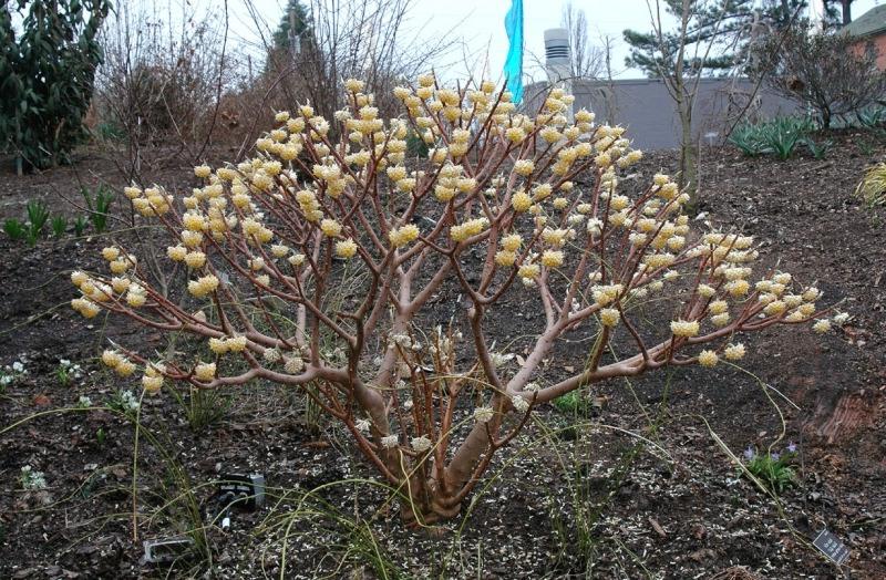 Snow Cream Edgeworthia Paper Bush
