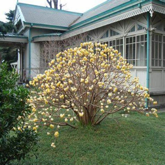 Snow Cream Edgeworthia Paper Bush