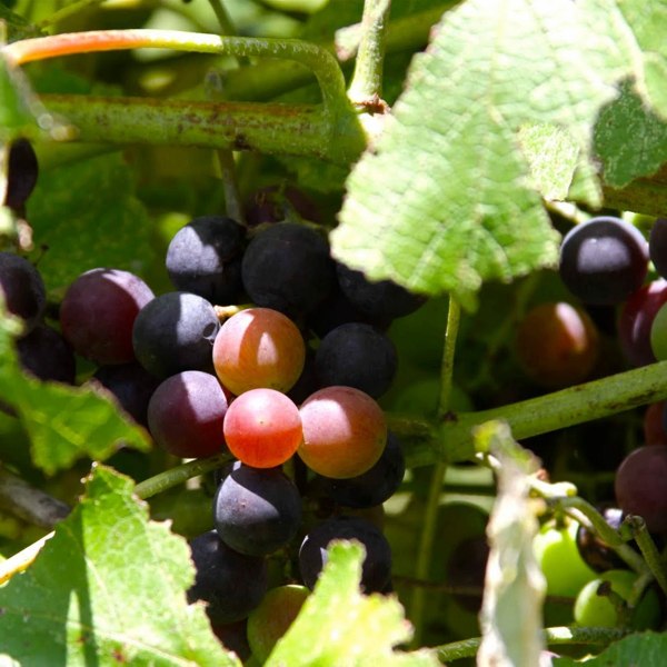Jumbo Black Muscadine Grape Vine