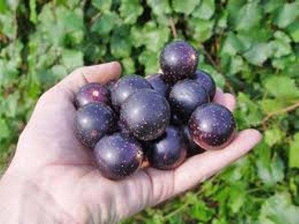 Jumbo Black Muscadine Grape Vine