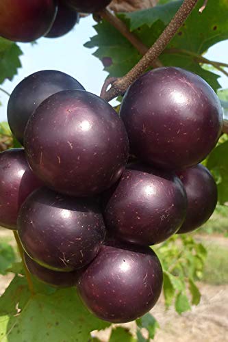 Jumbo Black Muscadine Grape Vine