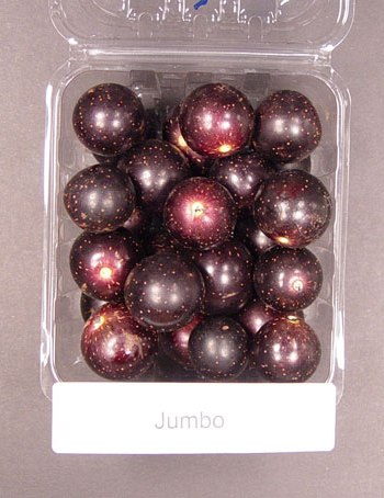 Jumbo Black Muscadine Grape Vine