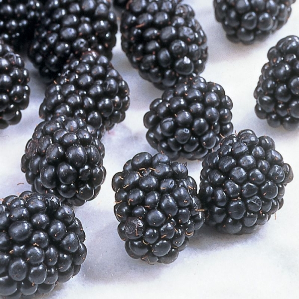 Ouachita Thornless Blackberry