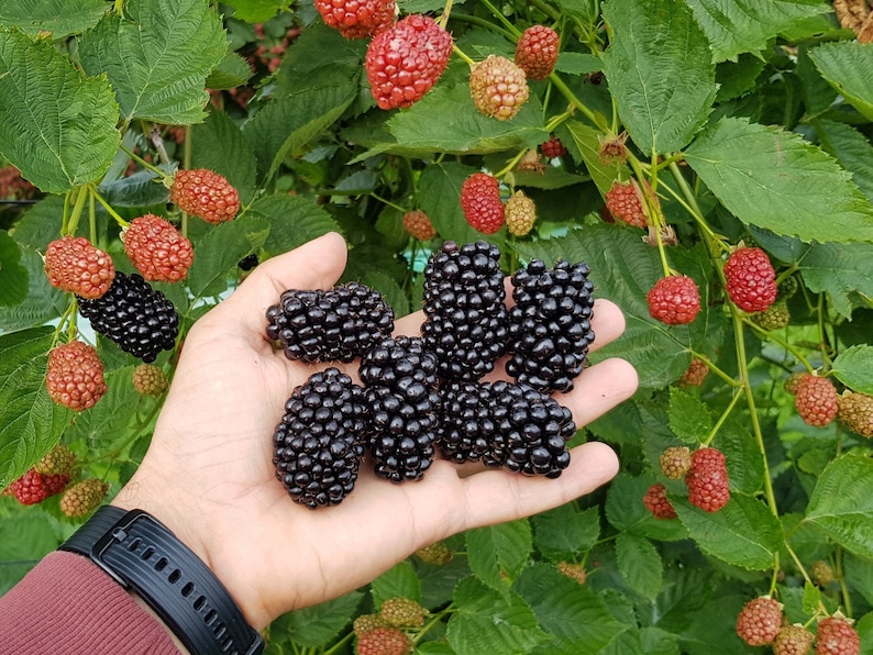 Ouachita Thornless Blackberry