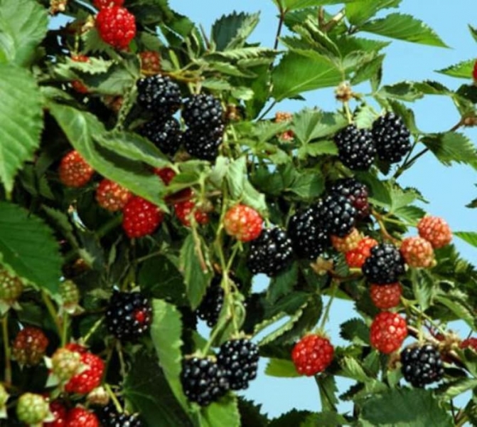 Ouachita Thornless Blackberry