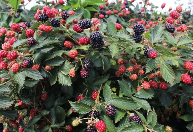 Ouachita Thornless Blackberry