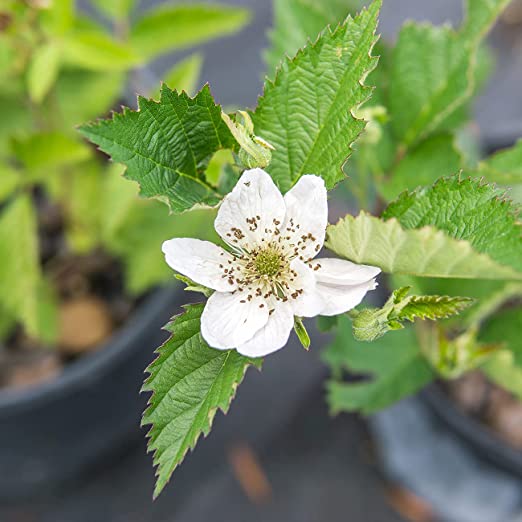 Ouachita Thornless Blackberry
