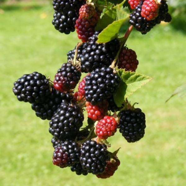 Ouachita Thornless Blackberry