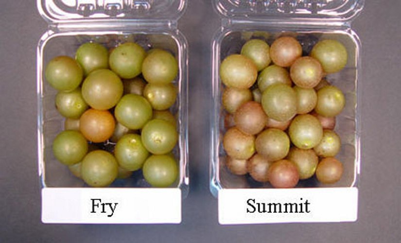 Summit Muscadine grape vine