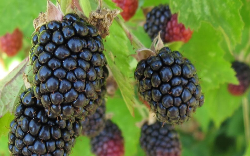 Triple Crown Thornless Blackberry Plant