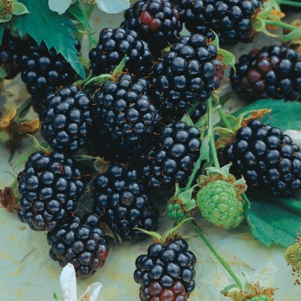 Triple Crown Thornless Blackberry Plant
