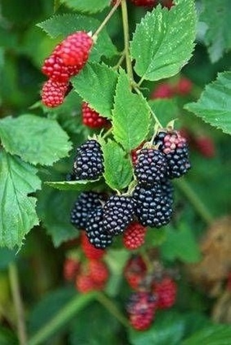 Triple Crown Thornless Blackberry Plant