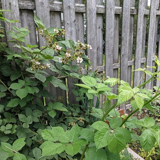 Triple Crown Thornless Blackberry Plant