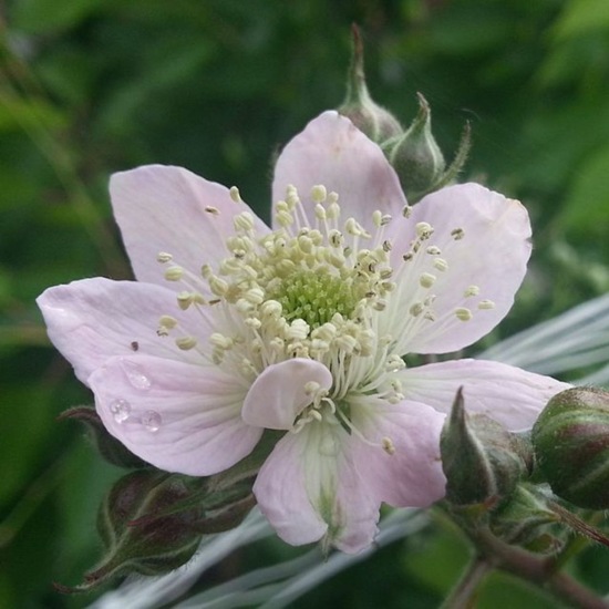 Triple Crown Thornless Blackberry Plant