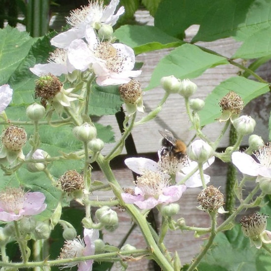 Triple Crown Thornless Blackberry Plant