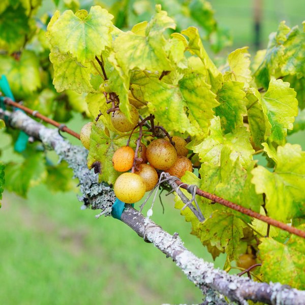 Fry Bronze Muscadine Grape Vine