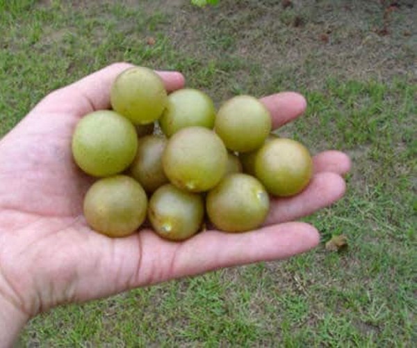 Fry Bronze Muscadine Grape Vine