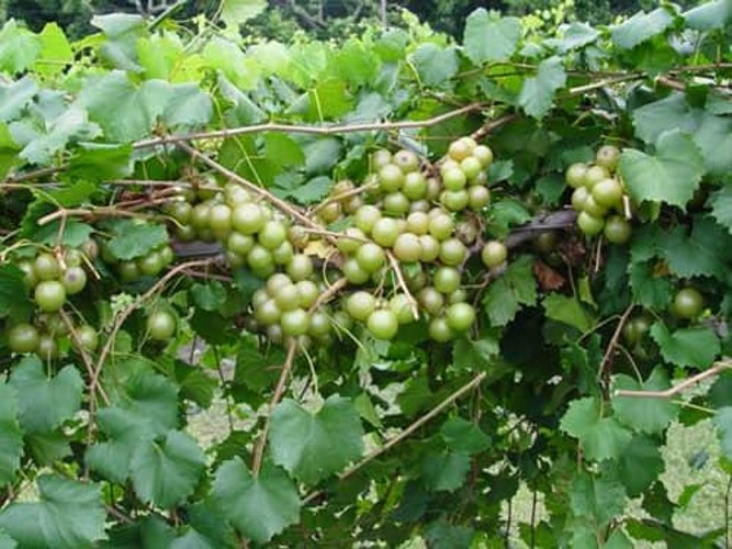 Fry Bronze Muscadine Grape Vine