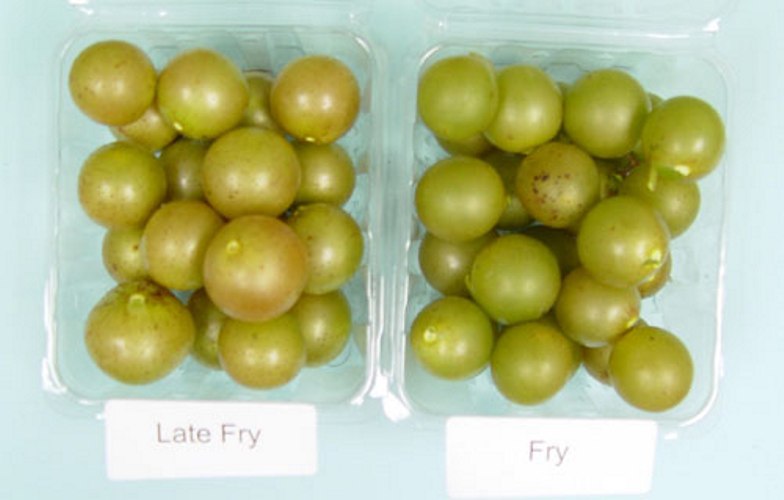 Fry Bronze Muscadine Grape Vine