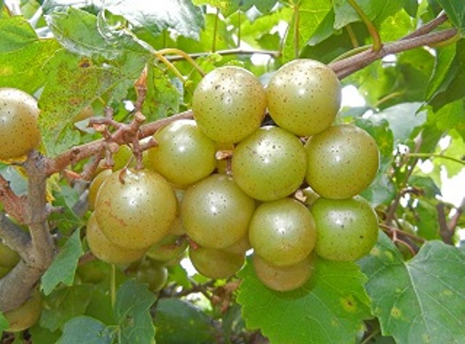 Fry Bronze Muscadine Grape Vine