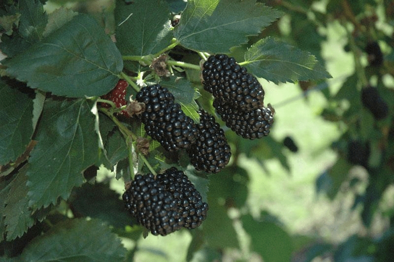Prime Ark Traveler Blackberry Plant