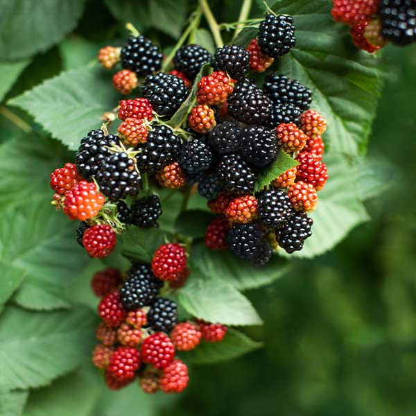 Prime Ark Traveler Blackberry Plant