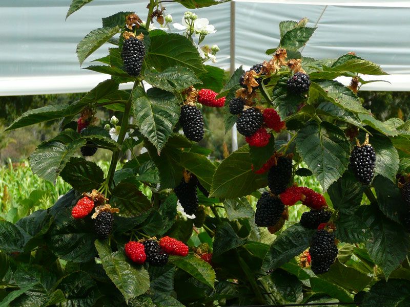 Prime Ark Traveler Blackberry Plant