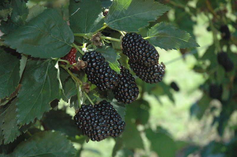 Prime Ark Traveler Blackberry Plant