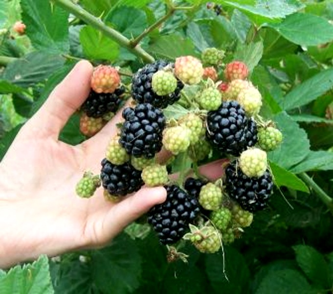 Prime Ark Traveler Blackberry Plant