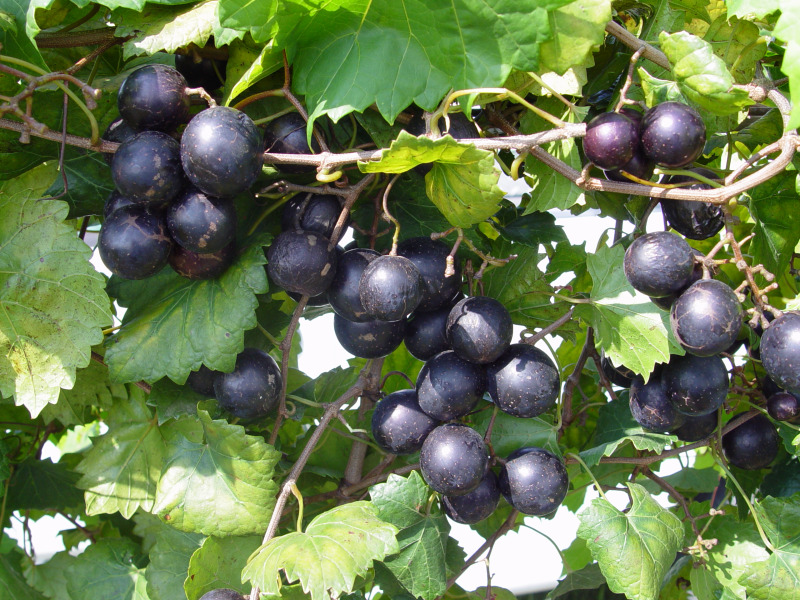 Lane Muscadine Grape Vine