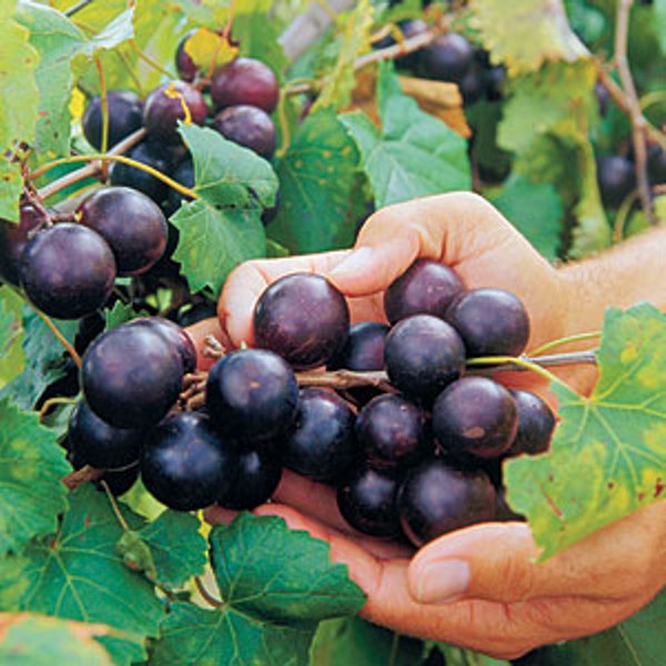 Lane Muscadine Grape Vine