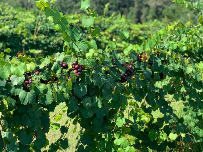 Lane Muscadine Grape Vine