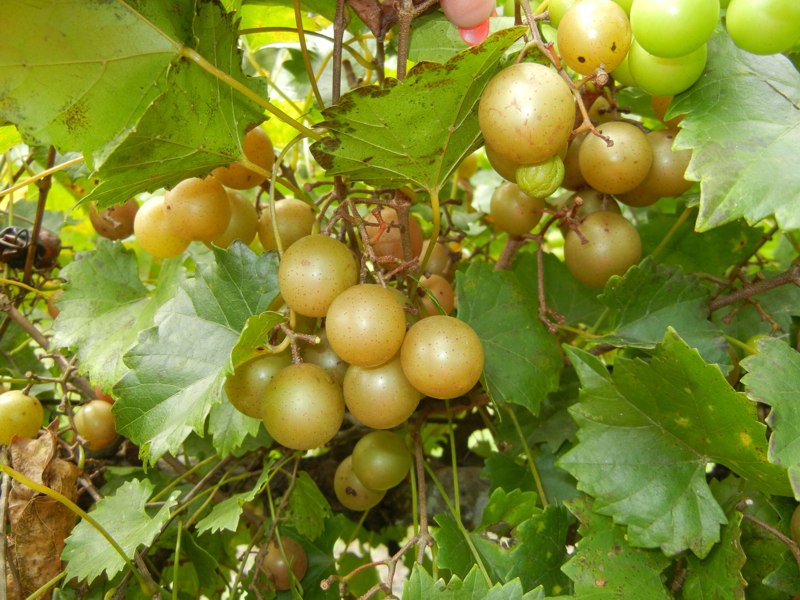 Triumph Muscadine Grape Vine